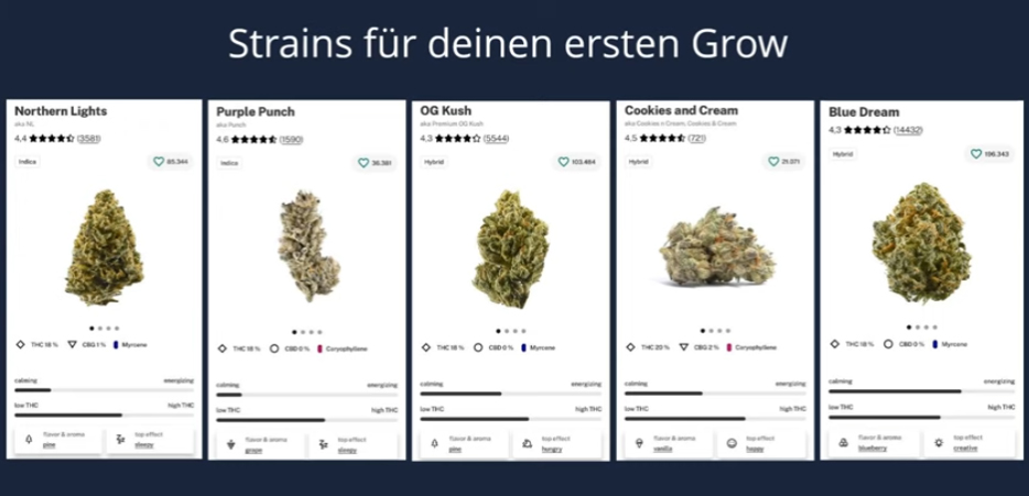 Strains für Anfänger