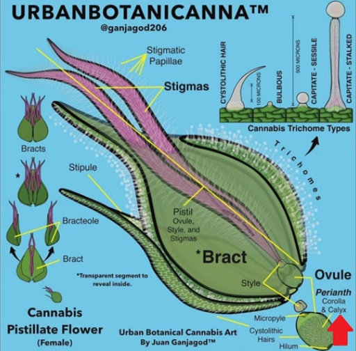 Die weibliche Cannabis-Blüte im Detail erklärt by THERACAN